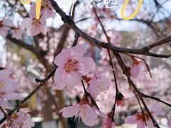 -桃花堤公园