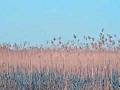 -合肥滨湖国家森林公园