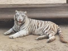 -北京野生动物园