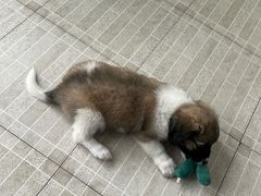 -艾贝尔宠物医院 ·内科全科(梁溪路店)