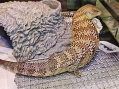 -酷以爬仙阁实体爬宠店·守宫·蜥蜴·专业繁育