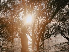 -宝安西湾红树林湿地公园