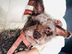 -喜洋洋宠物医院(震川路总店)