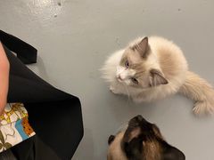 -猫友咖啡店(玉林西路店)