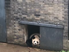 -都江堰中华大熊猫苑