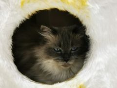 -藏猫猫咖啡主题馆(中央大道店)