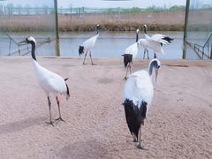 -盐城丹顶鹤湿地生态旅游区