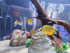 -烟台海昌鲸鲨海洋公园