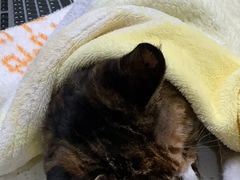 -萌兽医馆·宠物医院·猫骨科(创景店)