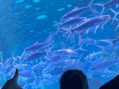 -皇家海洋乐园