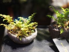 -植觉