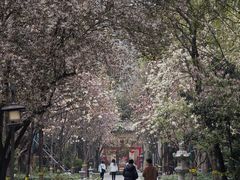 -木塔寺遗址生态公园
