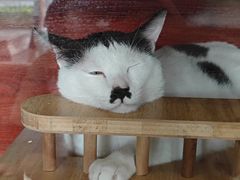 -御宝贝·A梦猫科宠物医院(国际猫友好医院)
