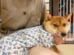 -逗柴咖啡屋·狗咖猫咖宠物桌游