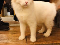 -more than meow吴止猫主题餐厅(承德 中船汇店)