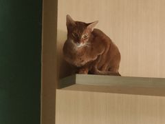 -飞行喵MR PILOT|猫舍·猫咖(静安大融城店)