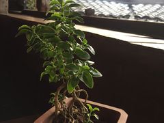 -普洱茶府(博乐广场店)