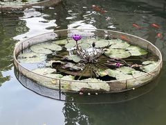 -碧江金楼