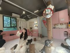 -毛绒耶耶撸宠馆·猫咖·狗咖·荷兰猪咖