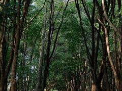 -良渚古城遗址公园