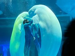 -上海海昌海洋公园