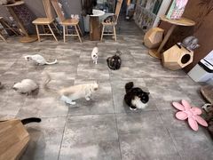 -楼上猫咖(罗湖店)