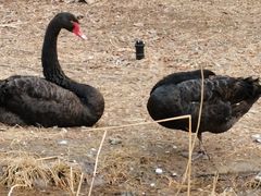 -北京麋鹿生态实验中心