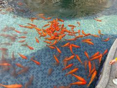 -大戚饭店(泰华路店)