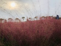 -花博汇(知音花月夜)