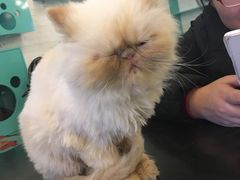 -萌喵宠狗爱心宠咖