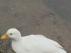 -横道河子东北虎林园