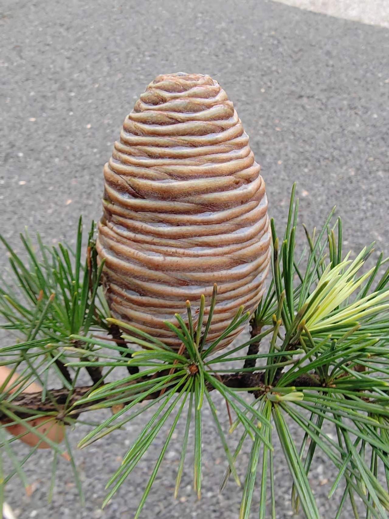 雪松果 [种草r]哈哈!