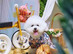 -超宠爱宠物摄影-Super pet