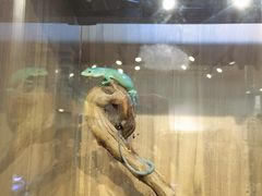 -酷以爬仙阁实体爬宠店·守宫·蜥蜴·专业繁育