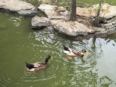 -莲花池公园