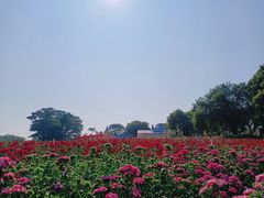 -松山湖南湖湾露营营地