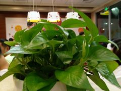 -肯德基(新人民公园店)