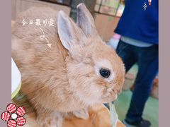 -藦茜花园宠物主题亲子互动体验馆(国顺东路店)