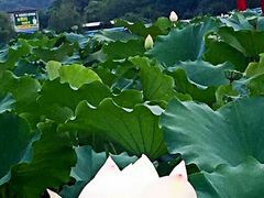 -江西景德镇玉田湖国家湿地公园