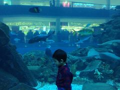 -迪拜水族馆及水下动物园