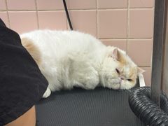 -FAELING PETS美天灵宠物(富力广场店)