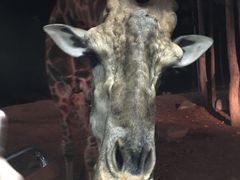 -清迈夜间动物园