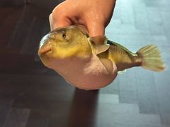 -肆月河豚·淮扬菜·湘菜(华天店)