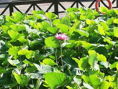 -莲湖公园