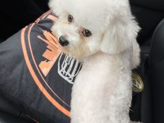 -久久宠物(河东万达店)