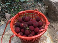 -西山樟坞健康果园枇杷杨梅采摘