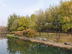 -大望京公园