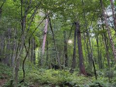 -五营红松林海景区