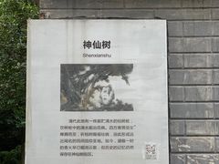 -神仙树公园