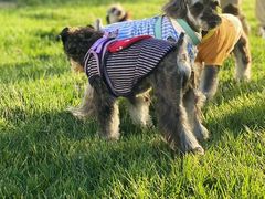 -百好乐宠物友好餐厅(朝外大街店)